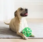 Dog Toys