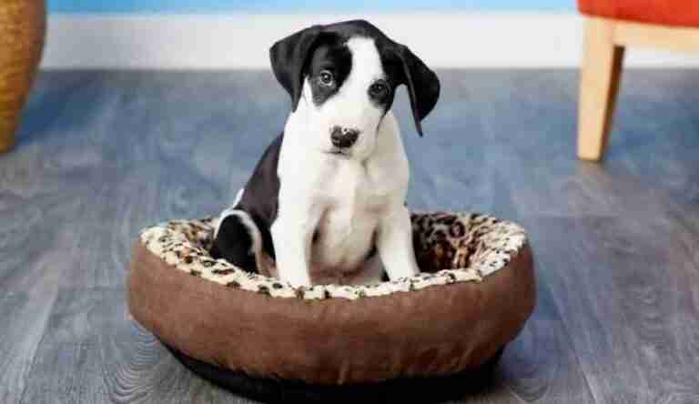 Round Pet Bedding Animal Print 1 1 882x510 1