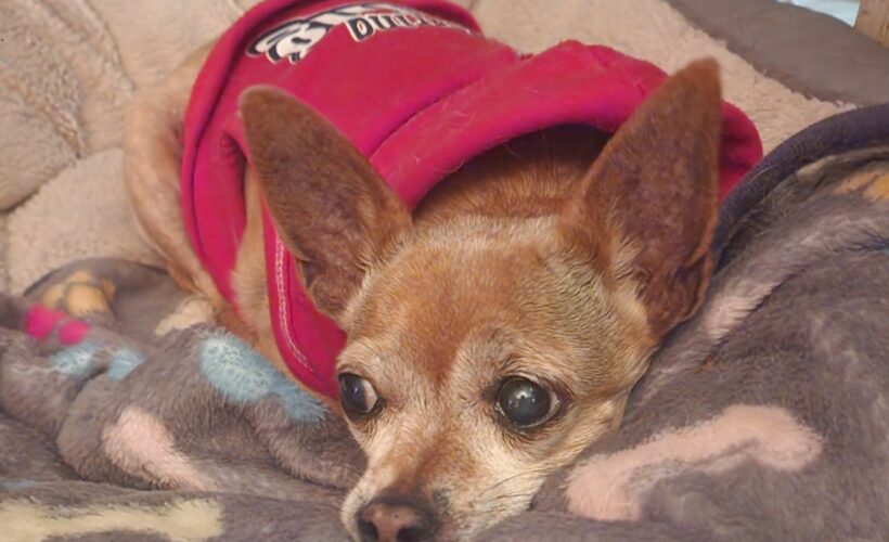 Raising a Chihuahua