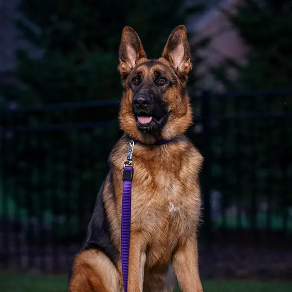 Inspire-Dog-Leash.webp Inspire Dog Leash