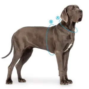 Dog Collar Sizing Guide