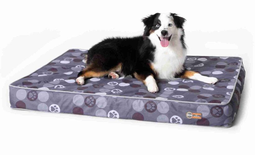 Best Orthopedic Dog Beds for Senior Dogs