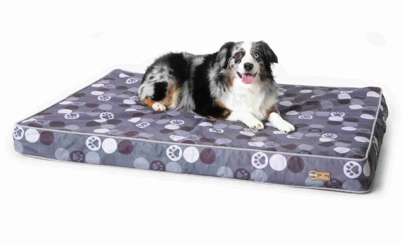 Do Orthopedic Dog Beds Really Help?