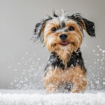 close up portrait yorkshire dog