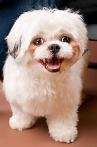 Shih Tzu