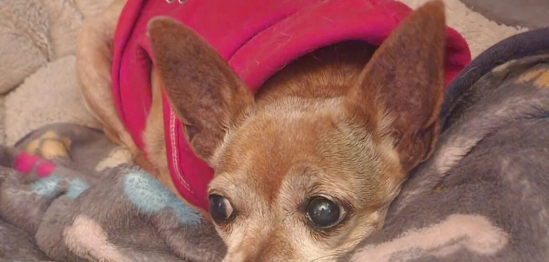 Raising a Chihuahua